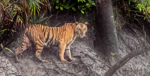 20 UNESCO World Heritage Sites In India To Add To Your Travel List_Sundarbans